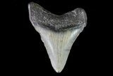 Juvenile Megalodon Tooth - Georgia #75391-1